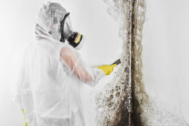 Best Toxic Mold Removal  in Southern Shops, SC