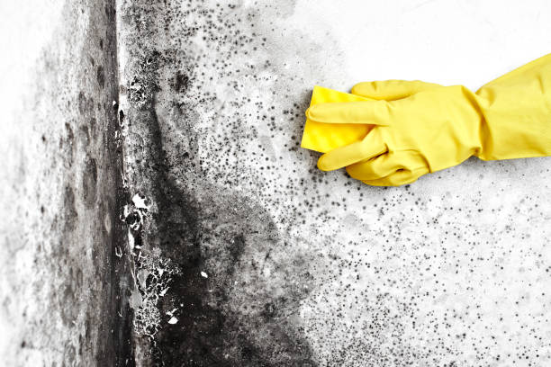 Best Mold Damage Repair  in Southern Shops, SC