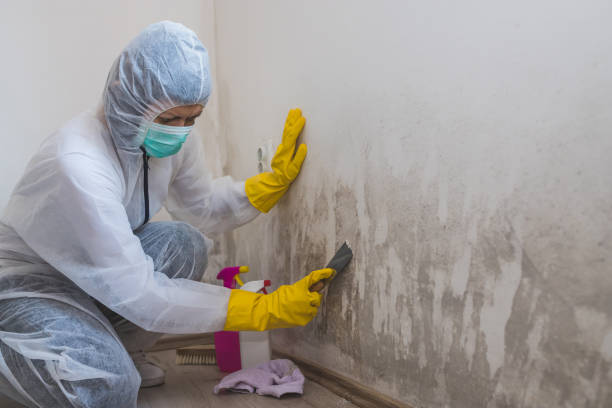 Mold Testing and Removal in Southern Shops, SC
