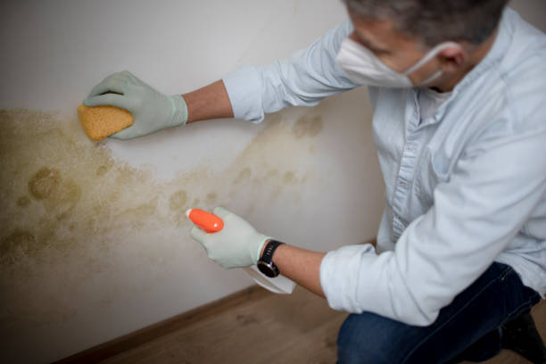 Best Local Mold Removal Service  in Southern Shops, SC