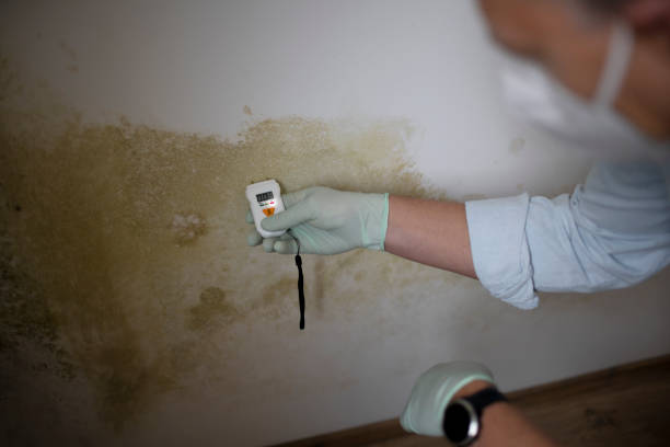 Best Mold Removal Process  in Southern Shops, SC