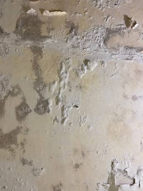 Best Certified Mold Removal  in Southern Shops, SC