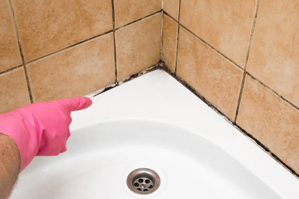 Best Mold Removal and Inspection  in Southern Shops, SC